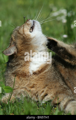 Juckreiz Katze Stockfoto