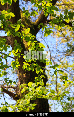 Helle neue Hazel fährt gegen einen Baum-Stamm-Hintergrund mit blauem Himmel Stockfoto