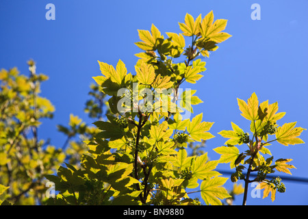 Young-Ahorn Blätter glühen vor blauem Himmel Stockfoto