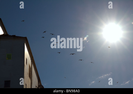 Hintergrundbeleuchtung Möwen vor blauem Himmel vorbei Hafen Lager Stockfoto