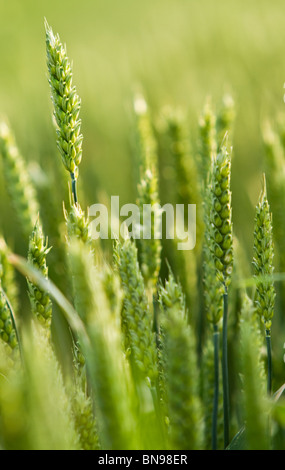 Weizenfeld im Frühjahr (Triticum) Stockfoto