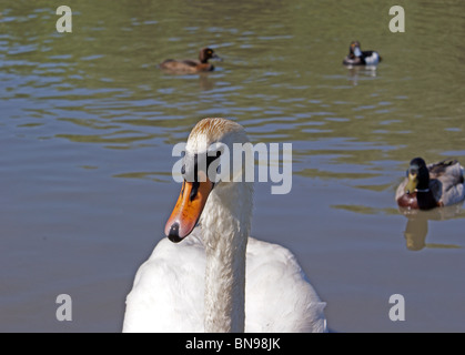 Schwan und Enten schwimmen in einem Teich ENGLAND GROSSBRITANNIEN Stockfoto