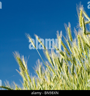 Weizenfeld im Frühjahr (Triticum) Stockfoto