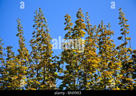 Young-Ahorn Blätter vor blauem Himmel Stockfoto