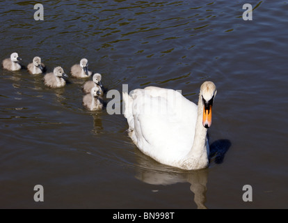 Schwan UND SECHS CYGNETS ALLE IN EINER REIHE SCHWIMMEN auf einem Teich in Seaton Carew HARTLEPOOL, ENGLAND Stockfoto