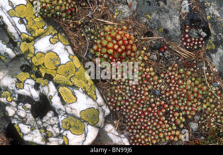 Spinnennetz Houeleek, Semperviven Arachnoideum und Karte Flechten, Nationalpark Gran Paradiso, Italien Stockfoto