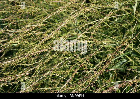 Samen Köpfe der Ball Senf, Neslia Paniculata, Brassicaceae Stockfoto