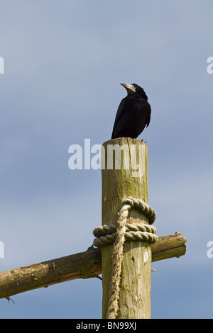 Eine einzelne saatkrähe (Corvus frugilegus) saß oben auf der hölzernen Stange. Großbritannien Stockfoto