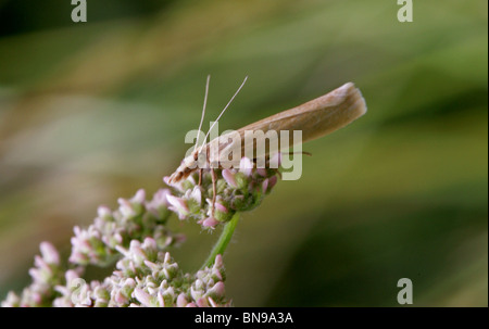 Crambid Schnauze Motte, Crambus Perlella, Crambidae, Lepidoptera. Stockfoto