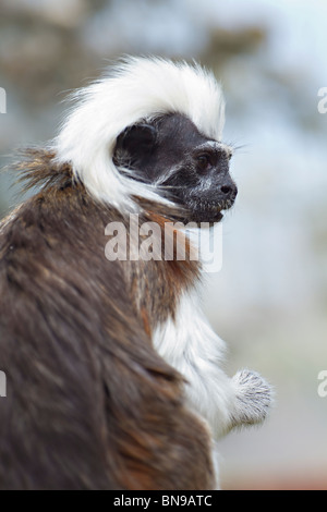 Cottontop Tamarin (Saguinus Oedipus) Stockfoto