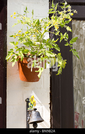 Nachgestellte Tomatenpflanze Sorte "Tumbler" in eine Wand Topf gewachsen. Sussex, UK Stockfoto