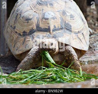 Östlichen Leopard Tortoise (Stigmochelys pardalis) essen Blatt (Captive) Stockfoto