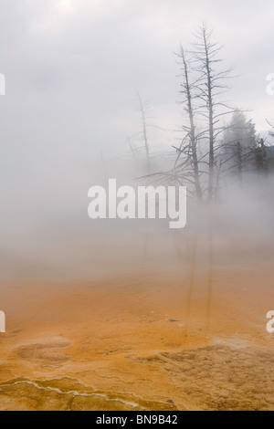 Abgestufte Pools in Mammoth Hot Springs im Yellowstone-Nationalpark, Wyoming, USA Stockfoto