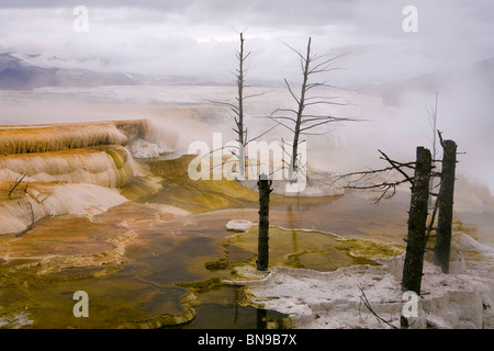 Abgestufte Pools bei Mammoth Hot Springs, Kanarischen Frühling im Yellowstone-Nationalpark, Wyoming, USA Stockfoto