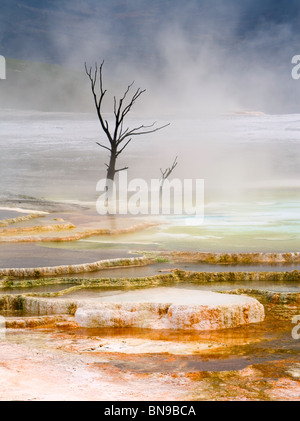 Abgestufte Pools in Mammoth Hot Springs im Yellowstone-Nationalpark, Wyoming, USA Stockfoto