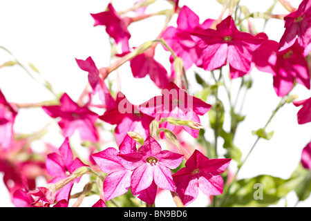 Rosa Blumen Tabakpflanze (Nicotiana Firma) auf weißem Hintergrund Stockfoto