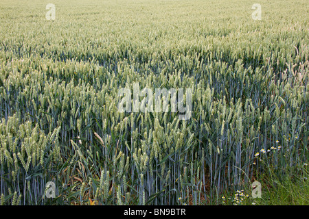 Weizen (Triticum aestivum) Feld im Frühsommer, Sussex, England, Großbritannien Stockfoto