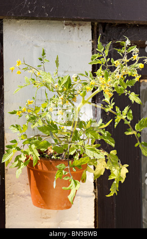 Nachgestellte Tomatenpflanze Sorte "Tumbler" in eine Wand Topf gewachsen. Sussex, UK Stockfoto