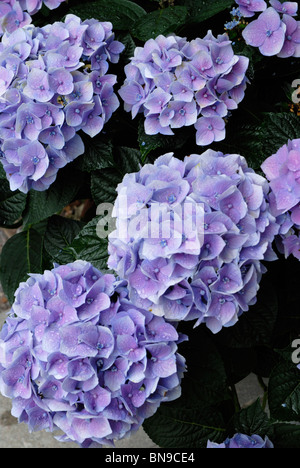 Hydrangea Macrophylla Nahaufnahme Stockfoto