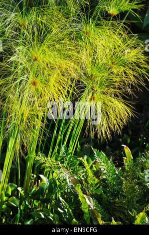 Cyperus Papyrus - Detail - schwarzen Hintergrund Stockfoto