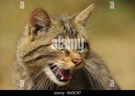 Wildkatze im britischen Wildlife Centre Stockfoto