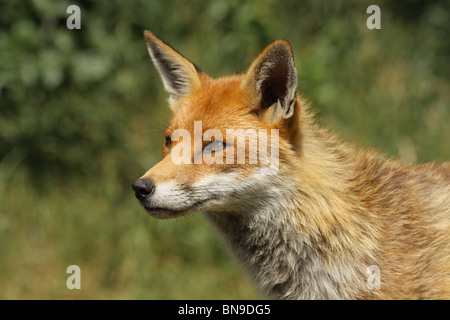 Fuchs im britischen Wildlife Centre Stockfoto