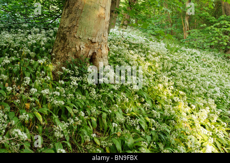 Ramsoms (Allium Usrsinum) auf Waldboden in Low Wood, Roggen Dale in der Nähe von Helmsley. Auch wilden Knoblauch genannt. Stockfoto