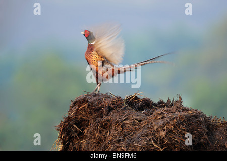 Gemeinsamen Fasan (Phasianus Colchicus) männlich auf Misthaufen mit Flügeln bei Display-Aktivität Stockfoto