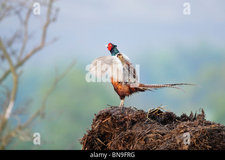 Gemeinsamen Fasan (Phasianus Colchicus) männlich auf Misthaufen aufrufen und mit Flügeln schlägt bei Display-Aktivität Stockfoto