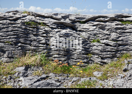 Quergestreiften Felsen auf dem Burren, Co. Clare, Irland Stockfoto