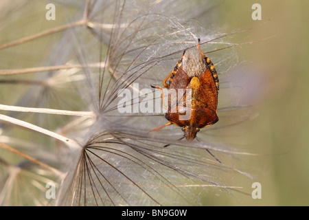 Schwarz-geschultert Shield Bug (Carpocoris Purpureipennis) Stockfoto
