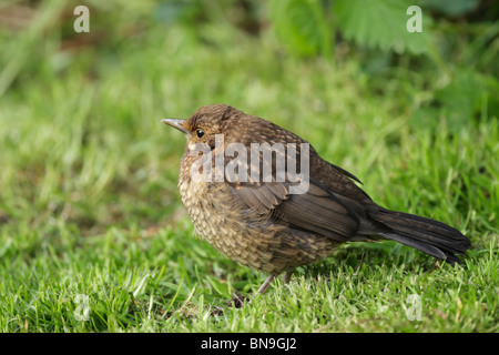 Junge Amsel (Turdus Merula) auf der Wiese im Garten warten darauf, von den Eltern gefüttert werden Stockfoto