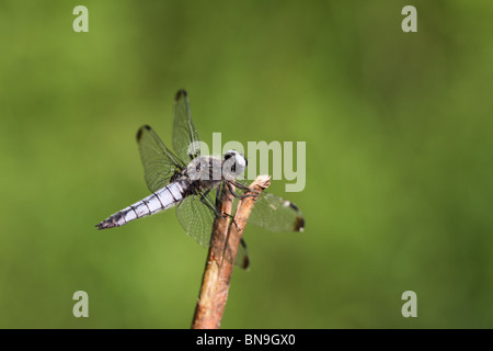 Knappen Chaser (Libellula Fulva) Stockfoto
