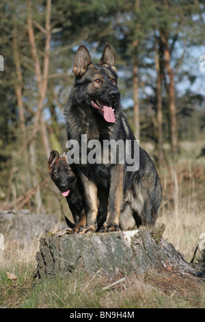 Erwachsenen & junior Deutscher Schäferhund Stockfoto