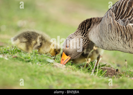 Graugans (Anser Anser) Erwachsene mit Gänsel Futtersuche auf einem grasbewachsenen Ufer Stockfoto