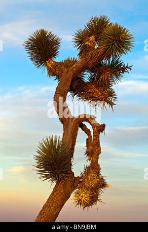 Joshua Baum (Yucca Brevifolia) bei Sonnenuntergang in der Mojave-Wüste. Stockfoto