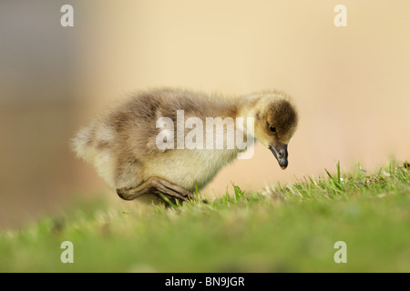 Graugans (Anser Anser) Gans Gosling Futtersuche auf einem grasbewachsenen Ufer Stockfoto