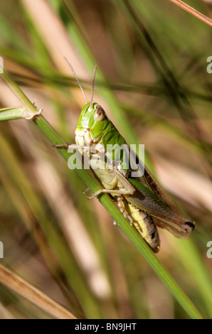 Wiese Heuschrecke Chorthippus Parallelus, Feldheuschrecken, Orthopteren Stockfoto