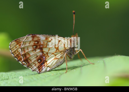 Geringerem marmorierte Fritillary (Brenthis Ino) Stockfoto