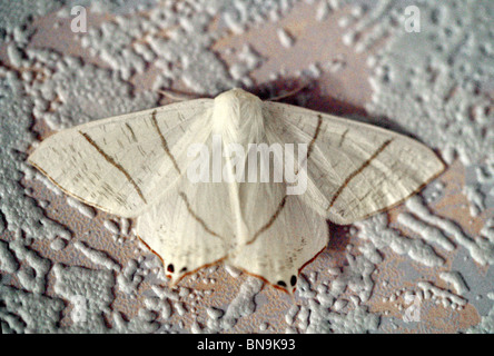 Zinnenkranz Motte, Ourapteryx Sambucaria, Geometridae, Lepidoptera Stockfoto