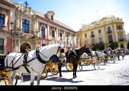 Pferdekutschen warten im Plaza del Triunfo, Sevilla, Andalusien, Spanien, Europa, Stockfoto