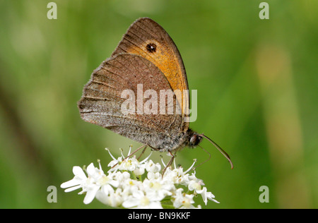 Wiese braun Schmetterling, Maniola Jurtina, Nymphalidae, Lepidoptera Stockfoto