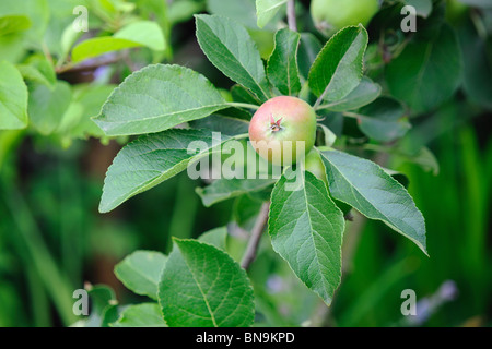 Grüne englische Eatiing Apfel, mit einem roten erröten, wächst auf einem Baum Stockfoto