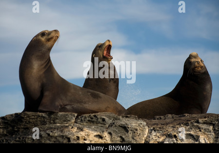 Seelöwen sitzen auf Coronado Island in der Nähe der Stadt Loreto im südlichen Baja California-Bundesstaat Mexikos, 14. Februar 2009. Stockfoto