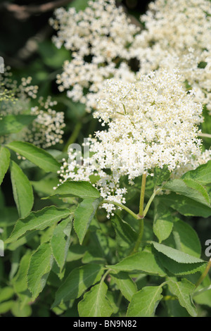 Holunderblüten (Sambucus Nigra)-Cluster, bereit für die Kommissionierung Stockfoto