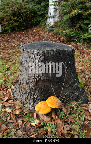 Baumstumpf mit zwei Pilzen an der Basis Stockfoto