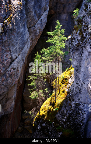 Bäume wachsen tief in den felsigen Maligne Canyon. Jasper Nationalpark, Alberta, Kanada. Stockfoto