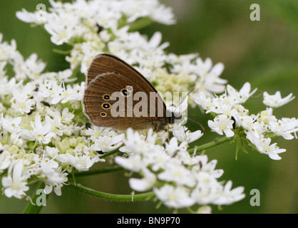 Ringel Schmetterling, Aphantopus Hyperantus (Augenfalter), Nymphalidae.  Britische wilde Schmetterling. Stockfoto