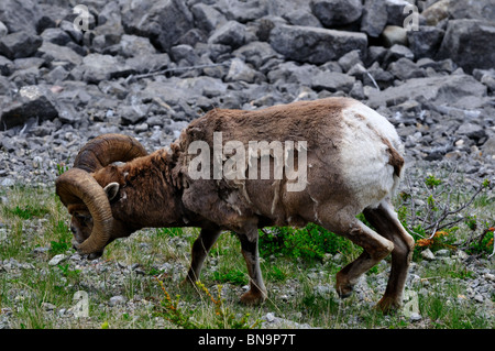 Ein Bighorn Schafe Widder Weiden in freier Wildbahn. Jasper Nationalpark, Alberta, Kanada. Stockfoto