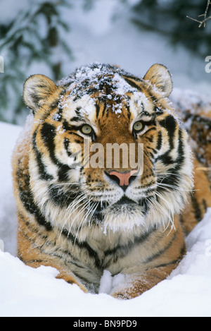 Sibirischer Tiger (Panthera Tigris Altaica), gefährdet. IN GEFANGENSCHAFT Stockfoto